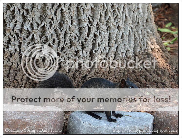 Colorado Springs Daily Photo A black squirrel in Colorado Springs